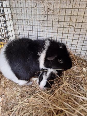 Image 11 of Stunning baby boar/male guinea pigs