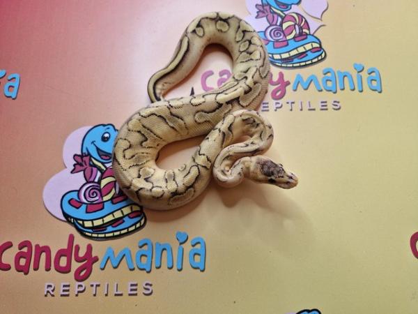 Image 2 of Male Ball Pythons various available