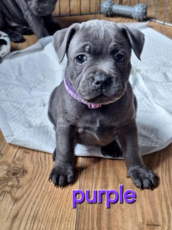 Image 3 of Blue staffy puppies mixed litter
