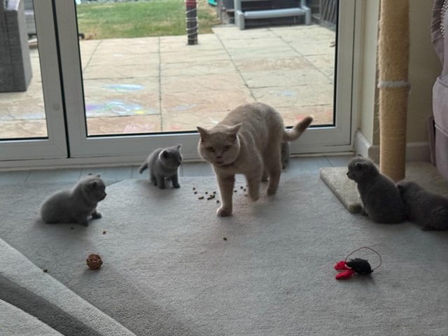 British blue short haired kittens — photo 4 of 4