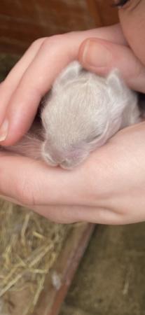 Image 5 of Lion head baby bunnies ready to leave now
