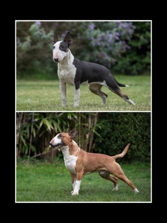 Image 4 of Top class english bull terrier puppies