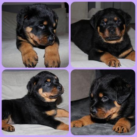 Image 3 of 6 Chunky KC registered Rottweiler Puppies