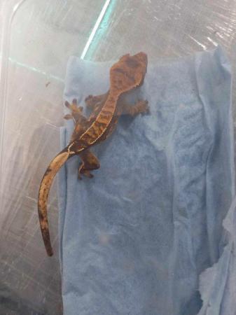 Image 3 of Crested Gecko's for sale