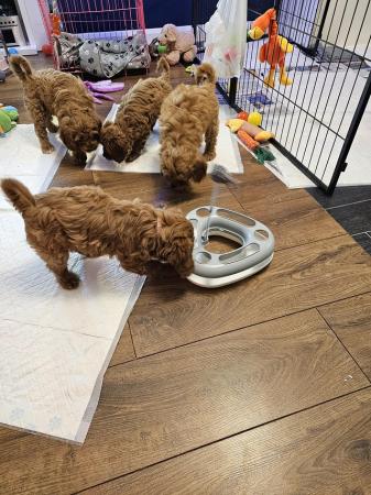 Poodle puppies for sale in Wolverhampton, West Midlands – 2 years old - Image 8 of 9
