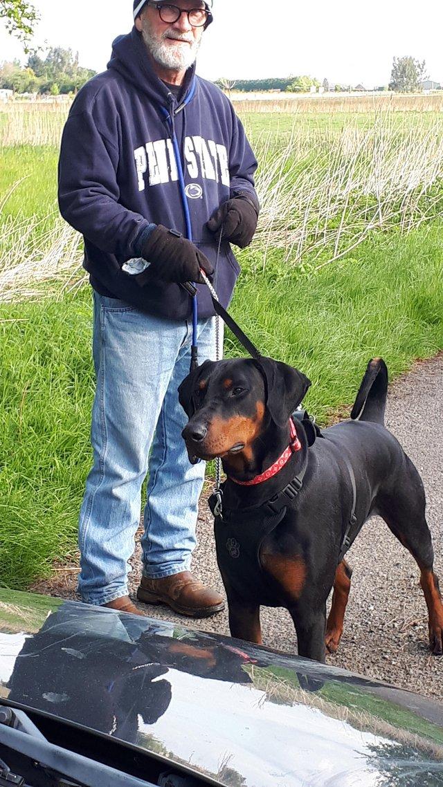 Preview of the first image of Dobermann Stud Dogs KC REGISTERED VW clear.