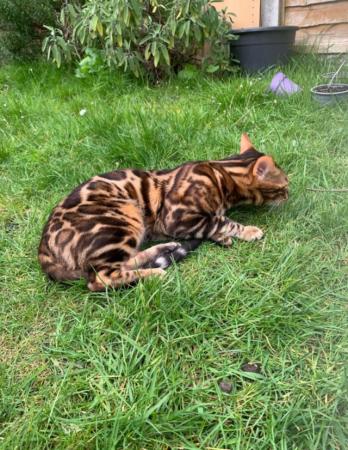 Image 4 of Stunning 11 month old pure Bengal kitten