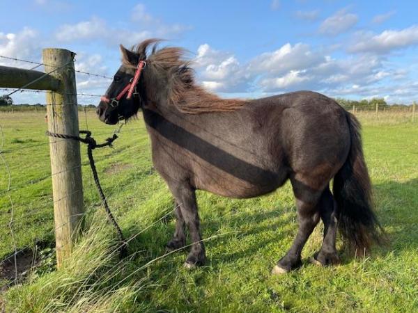 Image 1 of STANDARD SHETLAND PONY MARE - APPROX 39 INCHES