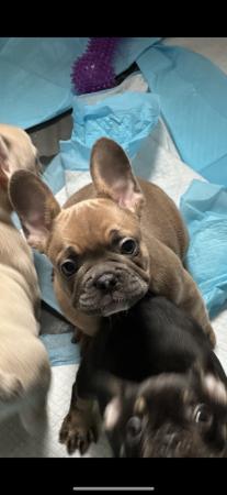 Image 16 of Beautiful French bulldog puppies ready to leave