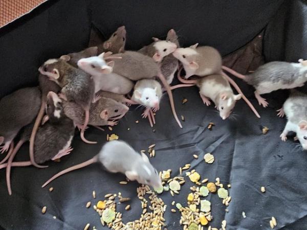 Image 3 of 6 week old pet rats, both sexes available