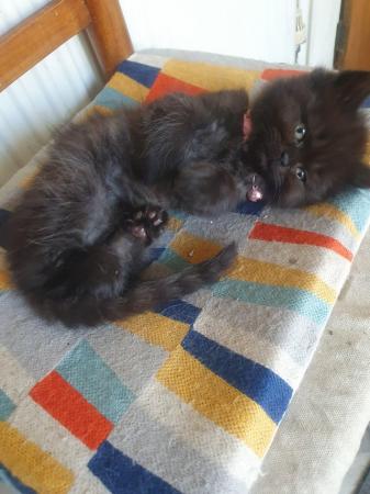 Image 5 of 8 week old beautiful fluffy kittens,1 female ,1 male