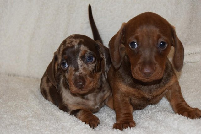 Image 14 of MINIATURE SMOOTH DACHSHUND PUPPIES