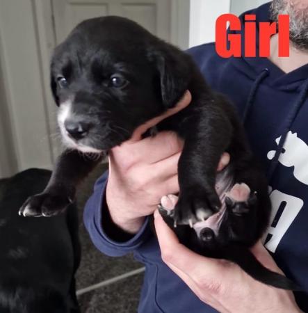 Image 6 of Black Lab x Collie-Lurcher Puppies, READY NOW