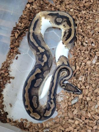 Image 2 of 2 year old.royal python pied male