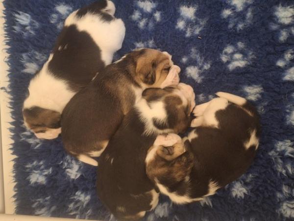 Image 8 of 2 BEAUTIFUL (KC REGISTERED) BEAGLE PUPPIES