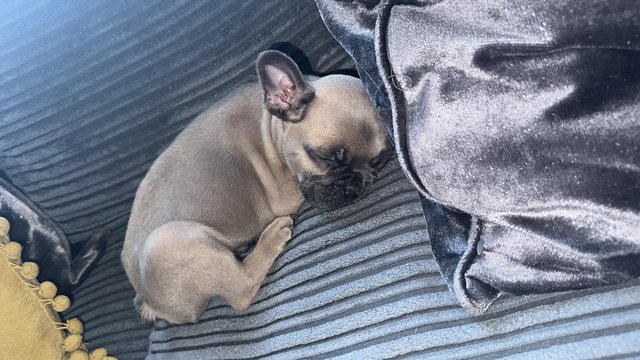 Image 6 of 10 week old French bulldog puppy