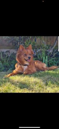 Image 4 of Female Red Pomeranian young adult