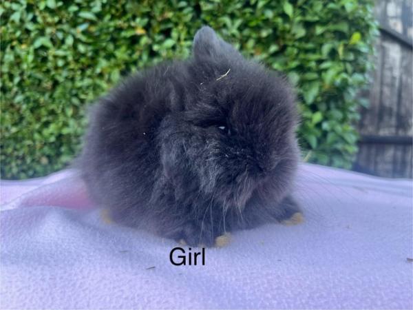 Image 2 of Mini double maned lionhead and mini lops available
