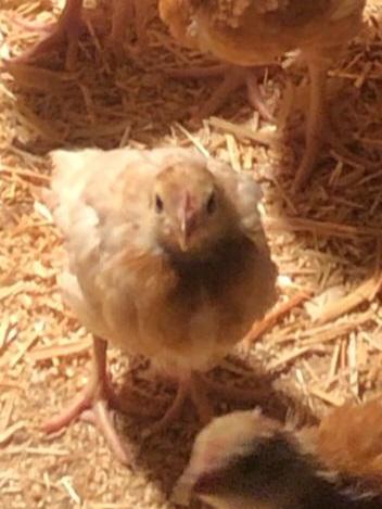 Preview of the first image of 11 Week Old Bovan Vaccinated Pullets For Sale.