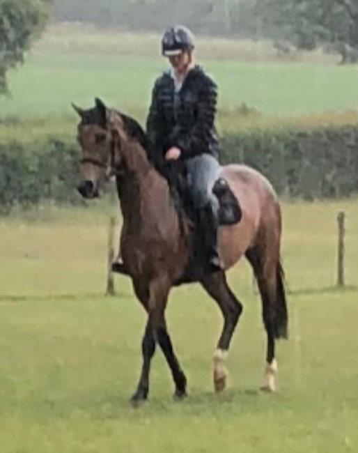 Preview of the first image of 7 year old rising 8 selling as Broodmare: British Warmblood.