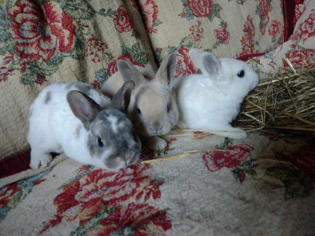 Preview of the first image of Baby Mini Rex, chinchilla, white and chin torte.