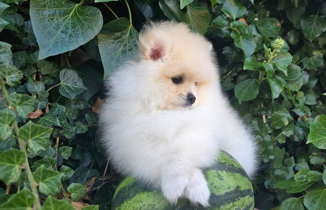 Image 1 of Fluffy KC registered Pomeranian Puppies