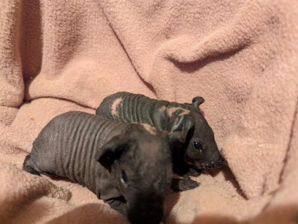 Image 3 of Skinny pigs baby boars ready for new owners