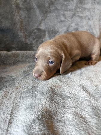 Image 6 of miniature dachshund puppies for sale