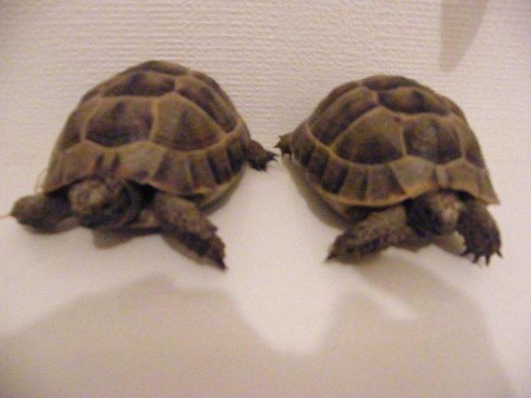 Image 3 of Spur-thighed & Hermann's tortoises