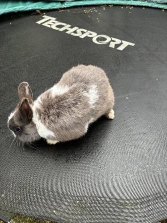Image 3 of Male and Female Netherland Dwarf rabbits for sale