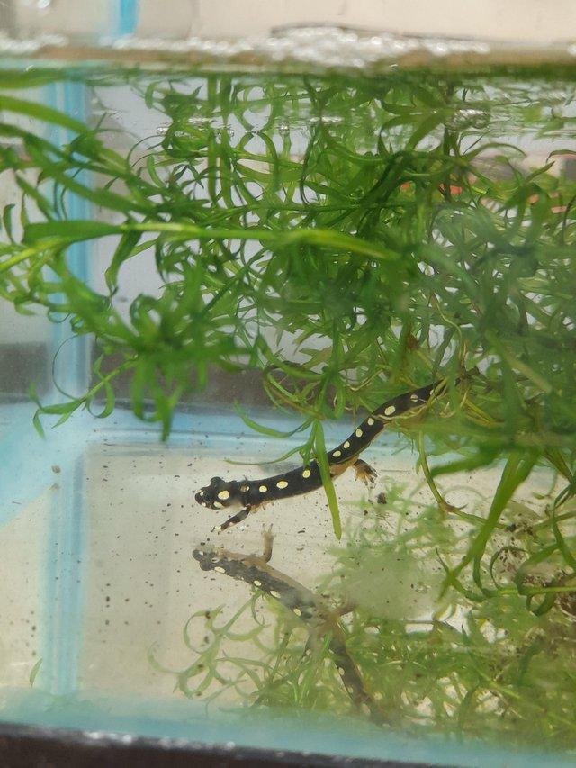 Preview of the first image of Lake Urmia newts, N crocatus for sale.