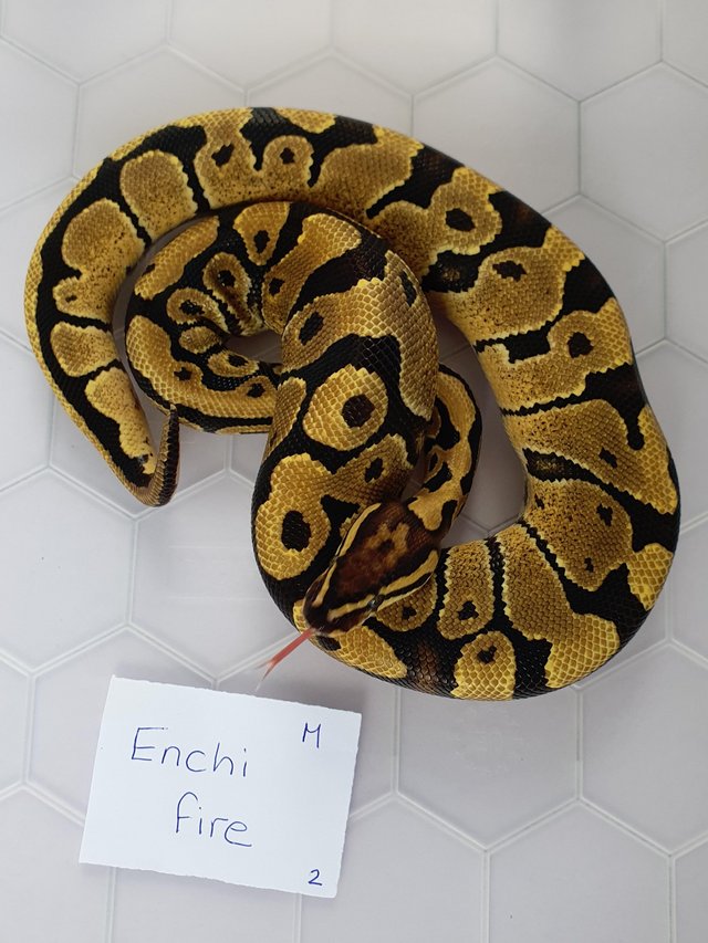 Preview of the first image of Juvenile royal/ball pythons available.