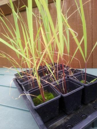 Image 2 of 1 x Lemongrass Plant ( Herb ) for sale £ 4 ( or 2 plants for