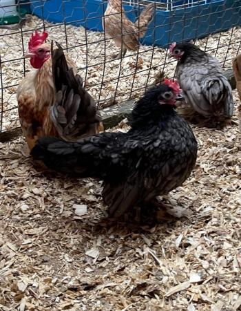 Image 5 of Serama chicks, lots of colours, various ages/prices