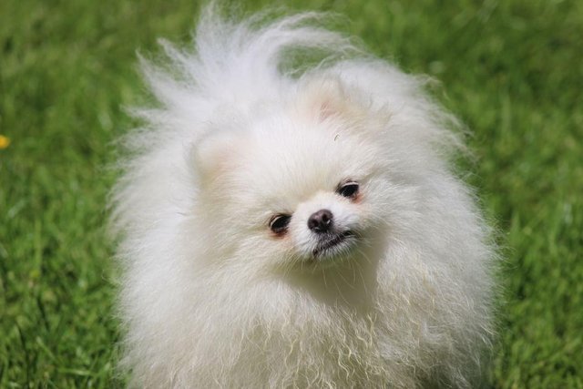 Preview of the first image of AT STUD KC WHITE POMERANIAN STUD DOG.