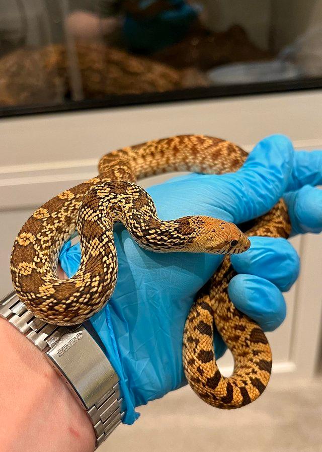 Preview of the first image of Kingsville Bullsnakes (red) normal and hypo CB23 Bull snake.