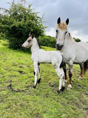 Image 4 of Spanish Spotted Saddle Horse 2024 foal