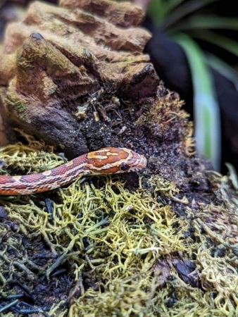 Image 4 of 2023 Baby Corn Snakes available now!