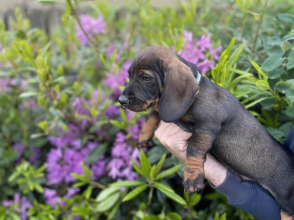 Image 14 of K C wire haired dachshund puppies