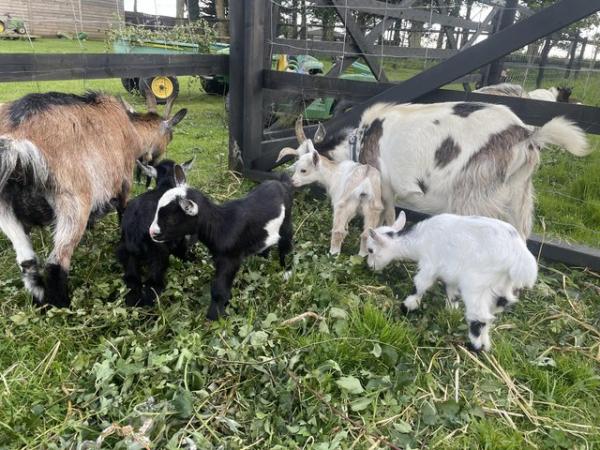 Image 2 of Baby Pygmy goats x4 available soon