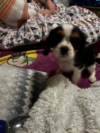 Image 5 of Cavalier King Charles spanielsReady Now !!!