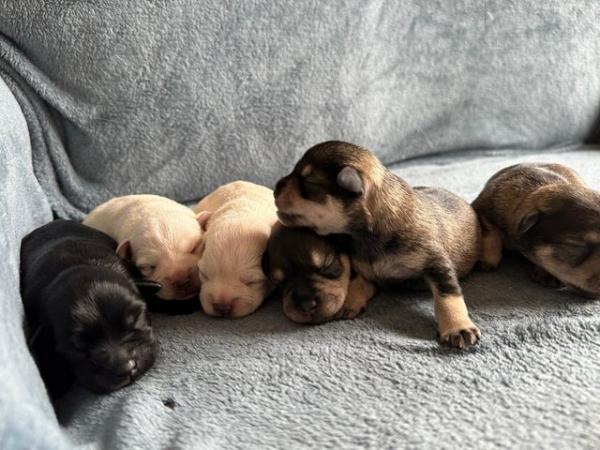 Image 5 of Beautiful Miniature Schnauzer Puppies For Sale