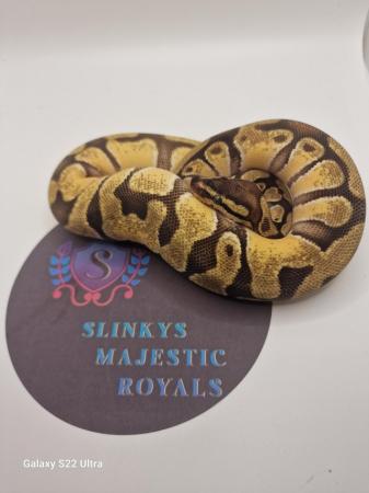 Image 4 of Full set up for sale!!! Royal pythons.