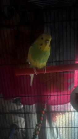 Image 3 of couple months old. female budgie