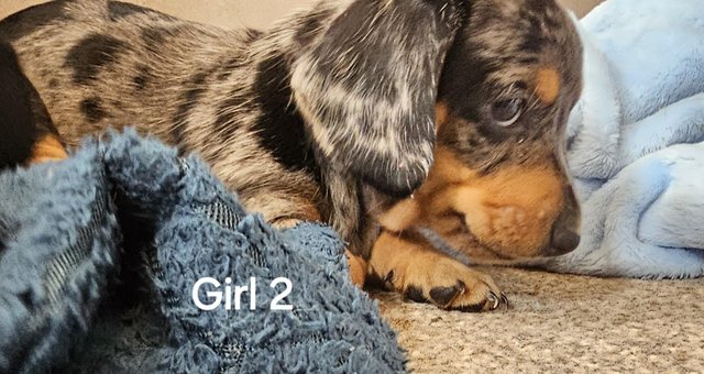 Image 6 of Stunning miniature dachshund dapple girls available