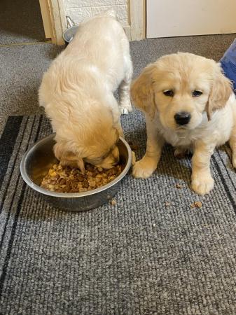 Image 9 of Golden Retriever puppies for sale
