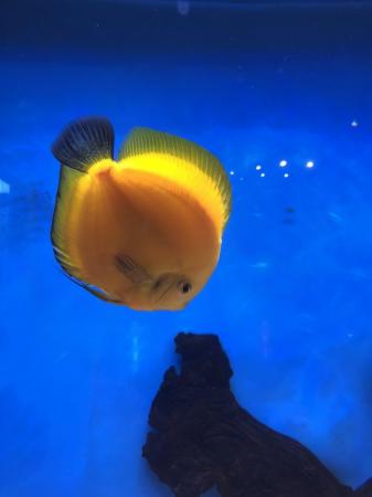 Image 1 of 12 Chens Discus for sale