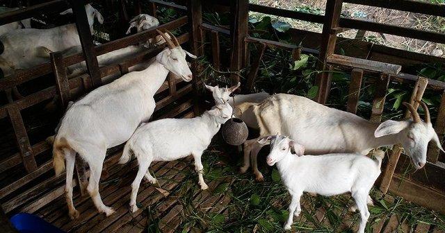 Image 1 of Healthy Fullblood line Boer and Saanen Goats