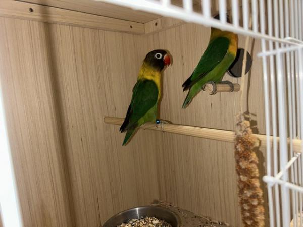 Image 5 of Breeding pair of lovebirds