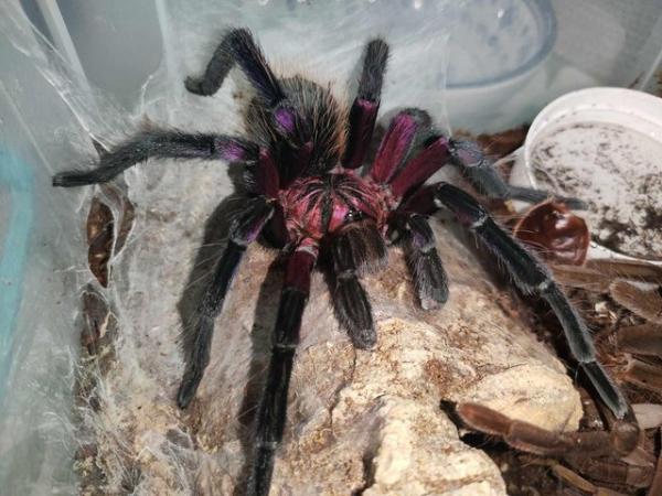 Image 1 of Tarantulas for sale - see sp available